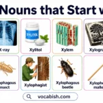 190+ Nouns that Start with X and Their Pictures