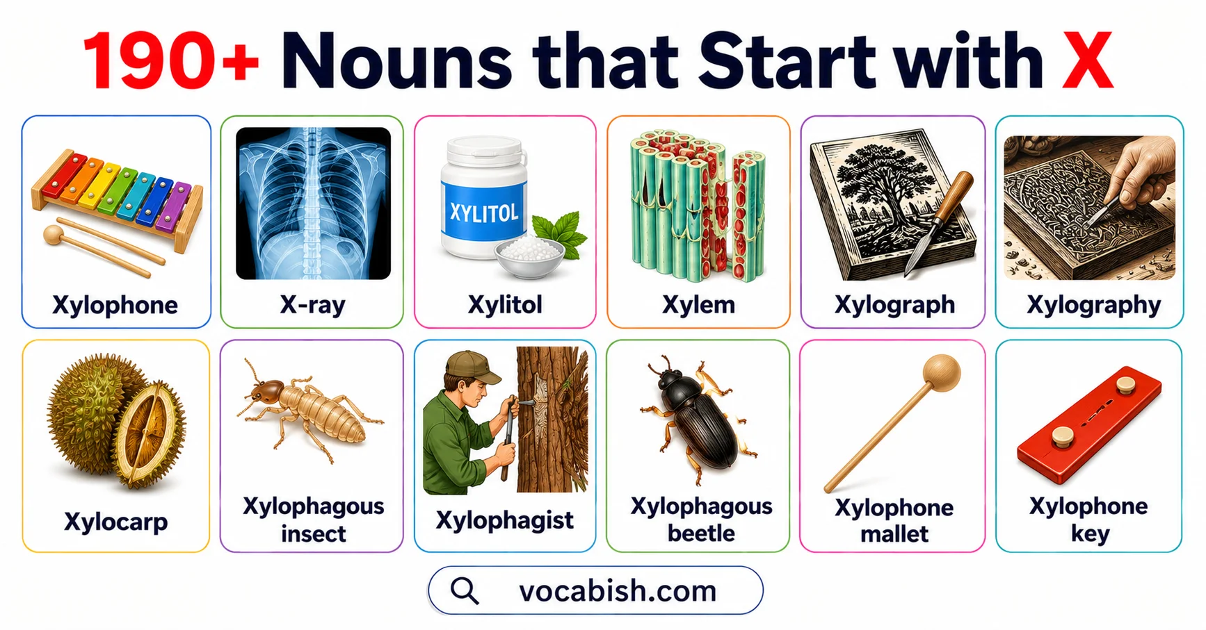 190+ Nouns that Start with X and Their Pictures