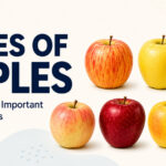 40 Types of Apples and Their Uses