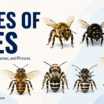46 Types of Bees and Their Pictures