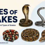 48 Types of Snakes Explained with Their Names and Groups