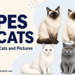 73 Types of Cats Explained with Differences