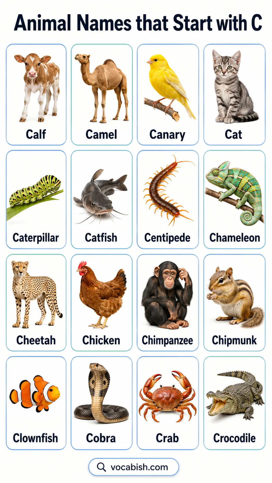 Animal Names that Start with C