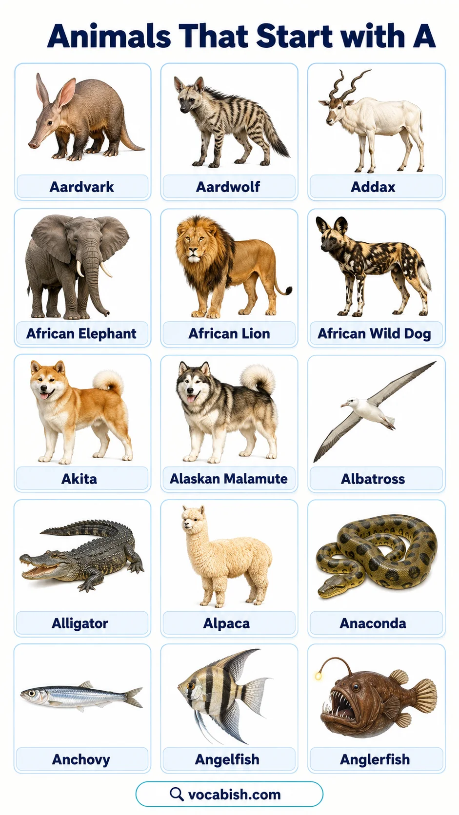 Names of Animals Start with A
