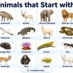 Animals Starting with A in English