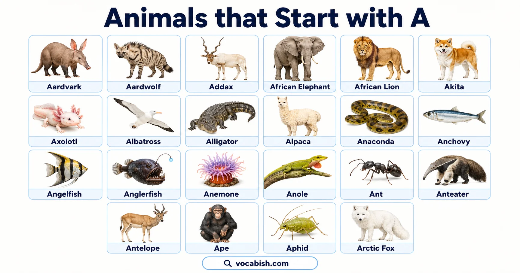 Animals Starting with A in English