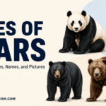 Different Bears Types: Names, Habitats, and Pictures