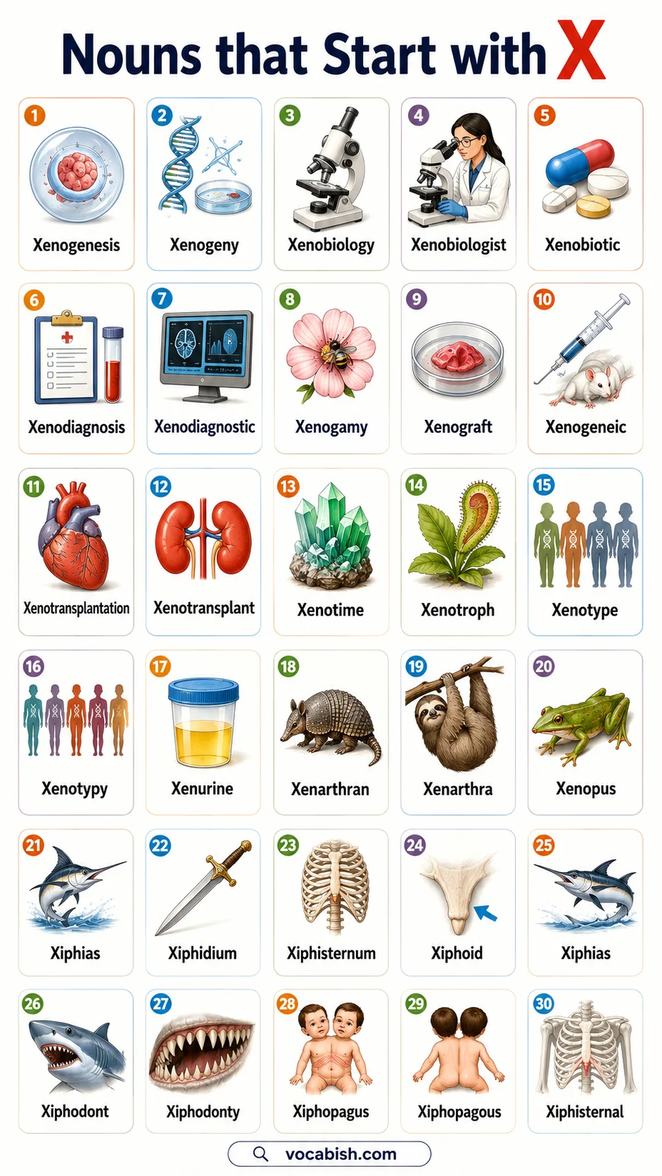 List of Nouns Beginnings with X