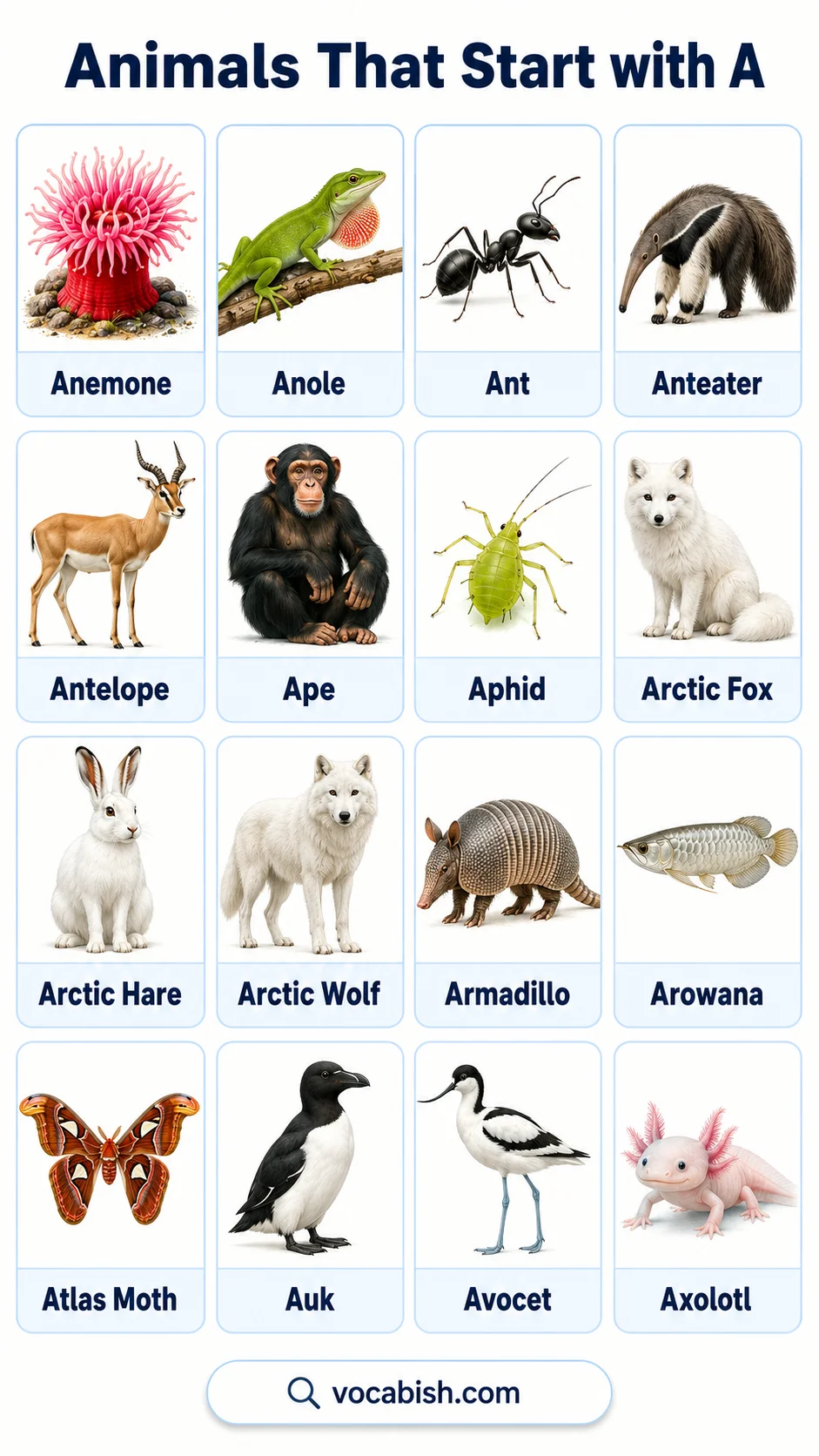 List of Animals That Start with A with their Pictures