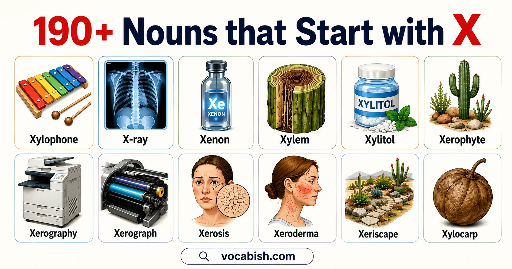 Nouns That Start With X with Their Meanings and Example in Sentences