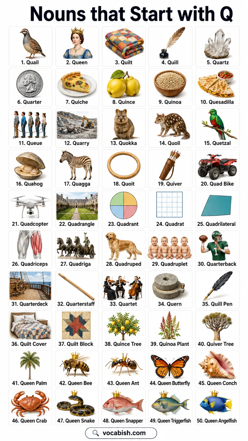 Nouns that Start with Q and Their Pictures