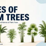 Palm Trees and Their Types