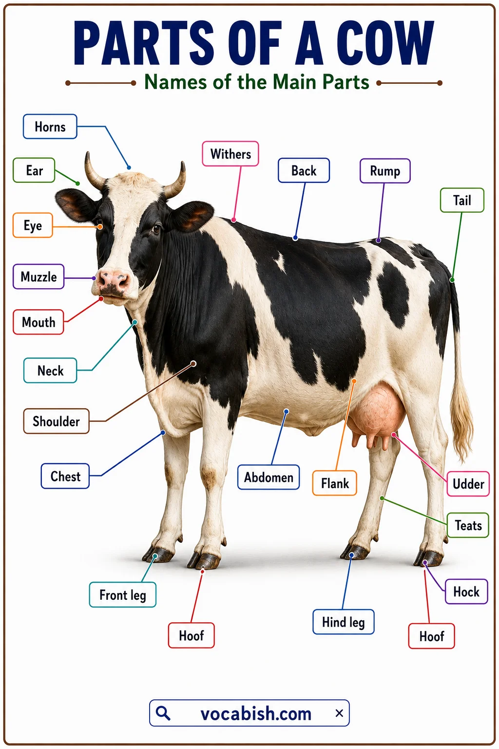 Parts of a Cow Anatomy Chart with Their Functions and Names