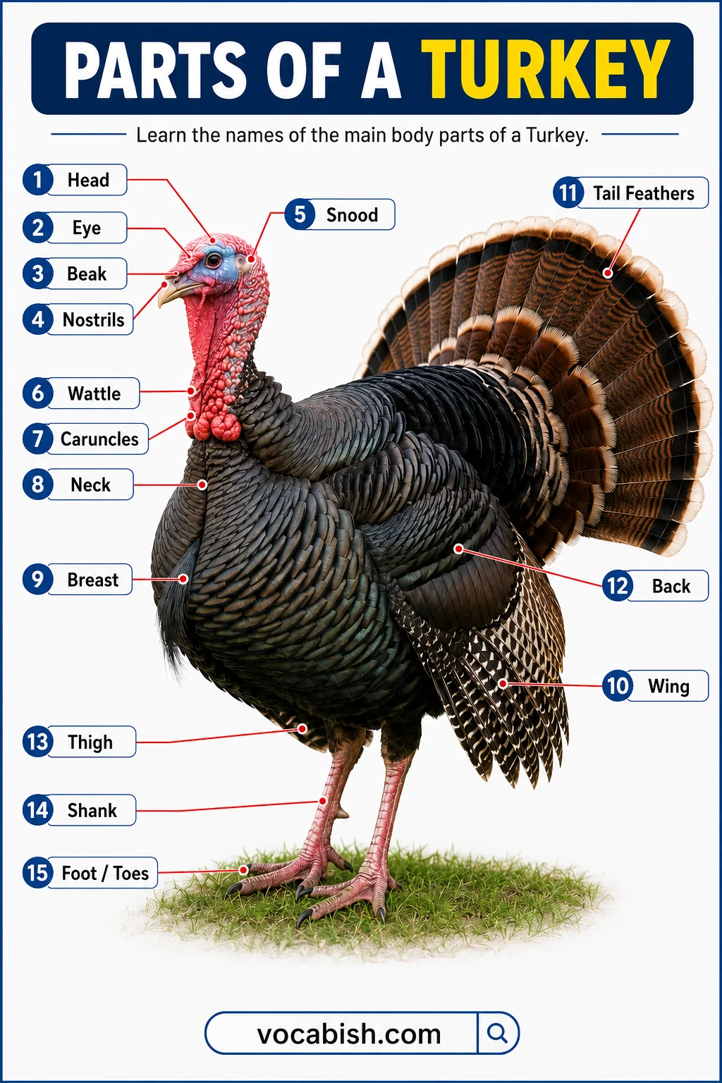 Parts of a Turkey Label Diagram