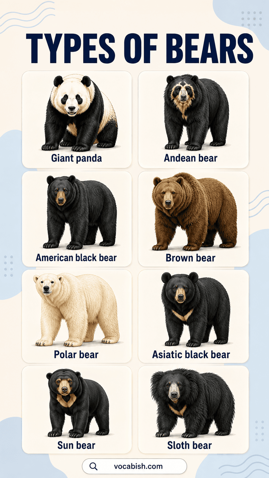 Types of Bears Explained with their Habitats and Pictures