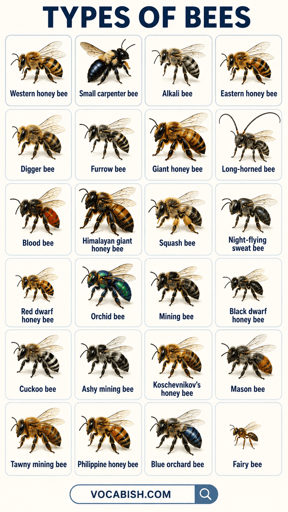 Types of Bees Explained with Their Groups and Names