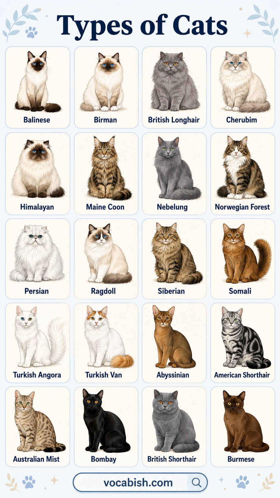 Types of Cats and Their Names