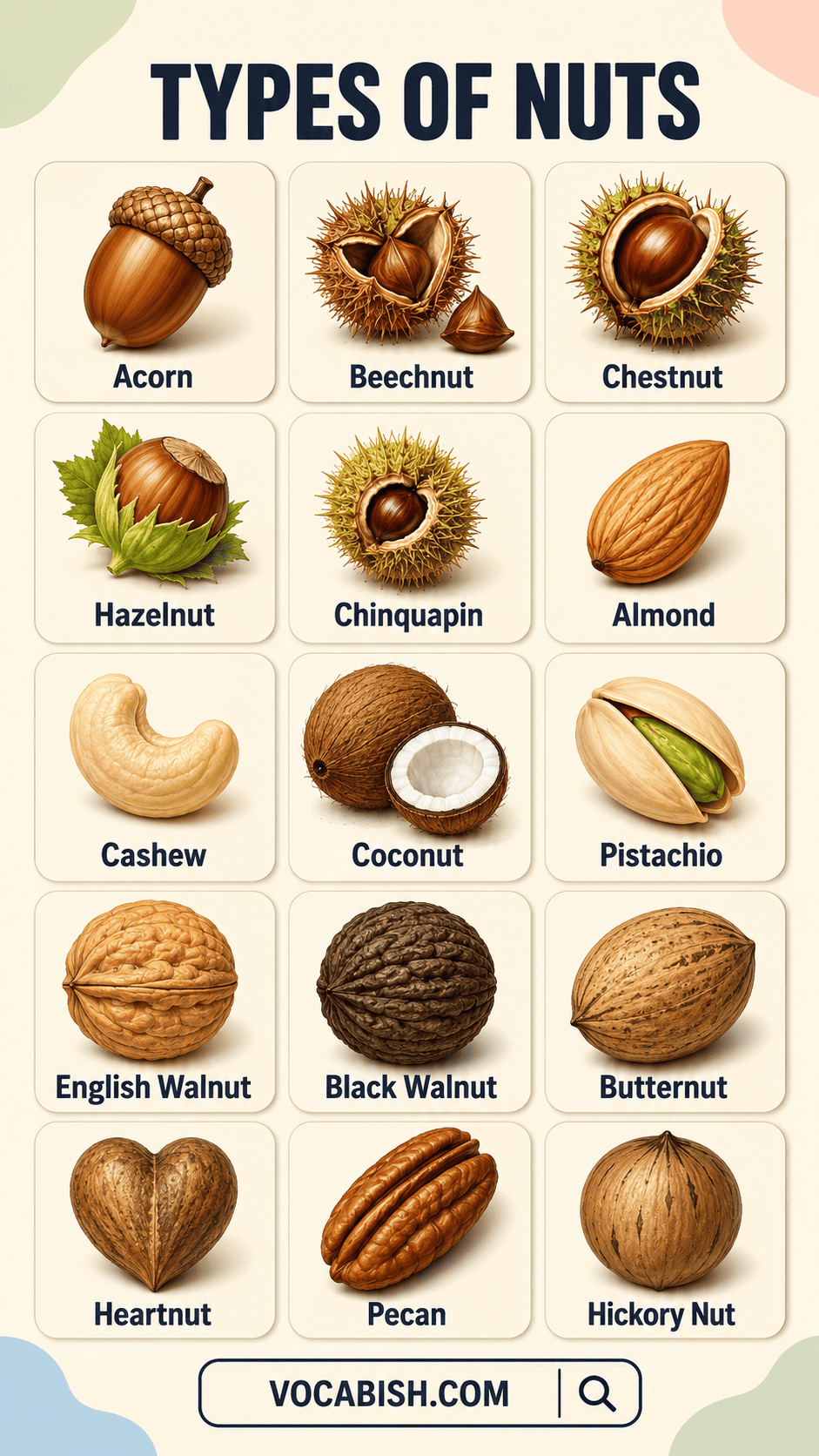 Types of Nuts and Their Names with Uses