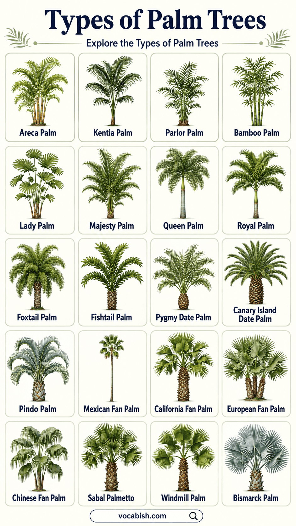 Types of Palm Trees Explained with Uses and Pictures