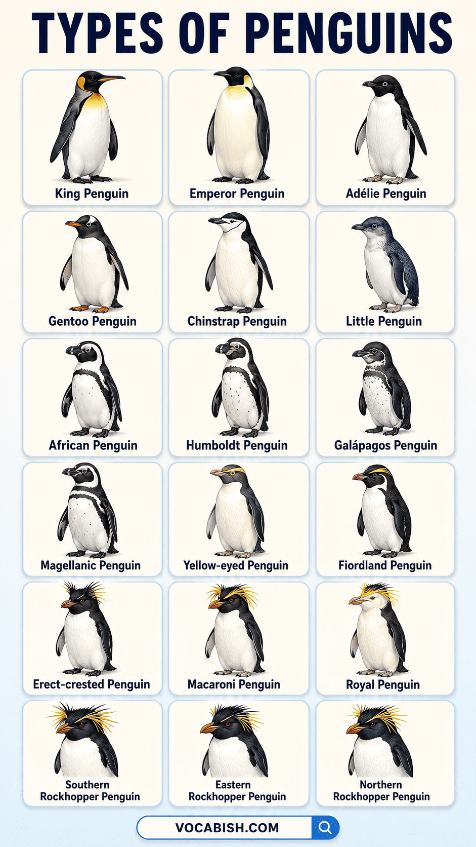 Types of Penguins and Their Pictures with Groups and Traits