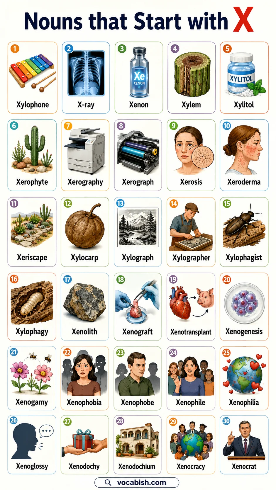 X Nouns List with Pictures