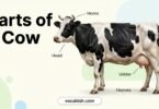 Parts of a Cow: Names, Functions, Anatomy & Diagram