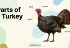 Parts of a Turkey: Names, Functions, Anatomy & Diagram