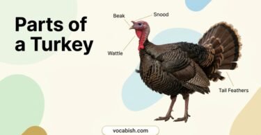 Parts of a Turkey: Names, Functions, Anatomy & Diagram
