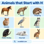Animals That Start with H: 100+ Animal Names, Facts, and Pictures