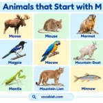 Animals That Start with M: 130+ Names, Facts, and Pictures