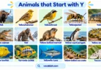 Animals That Start with Y: 100+ Names, Types, and Pictures