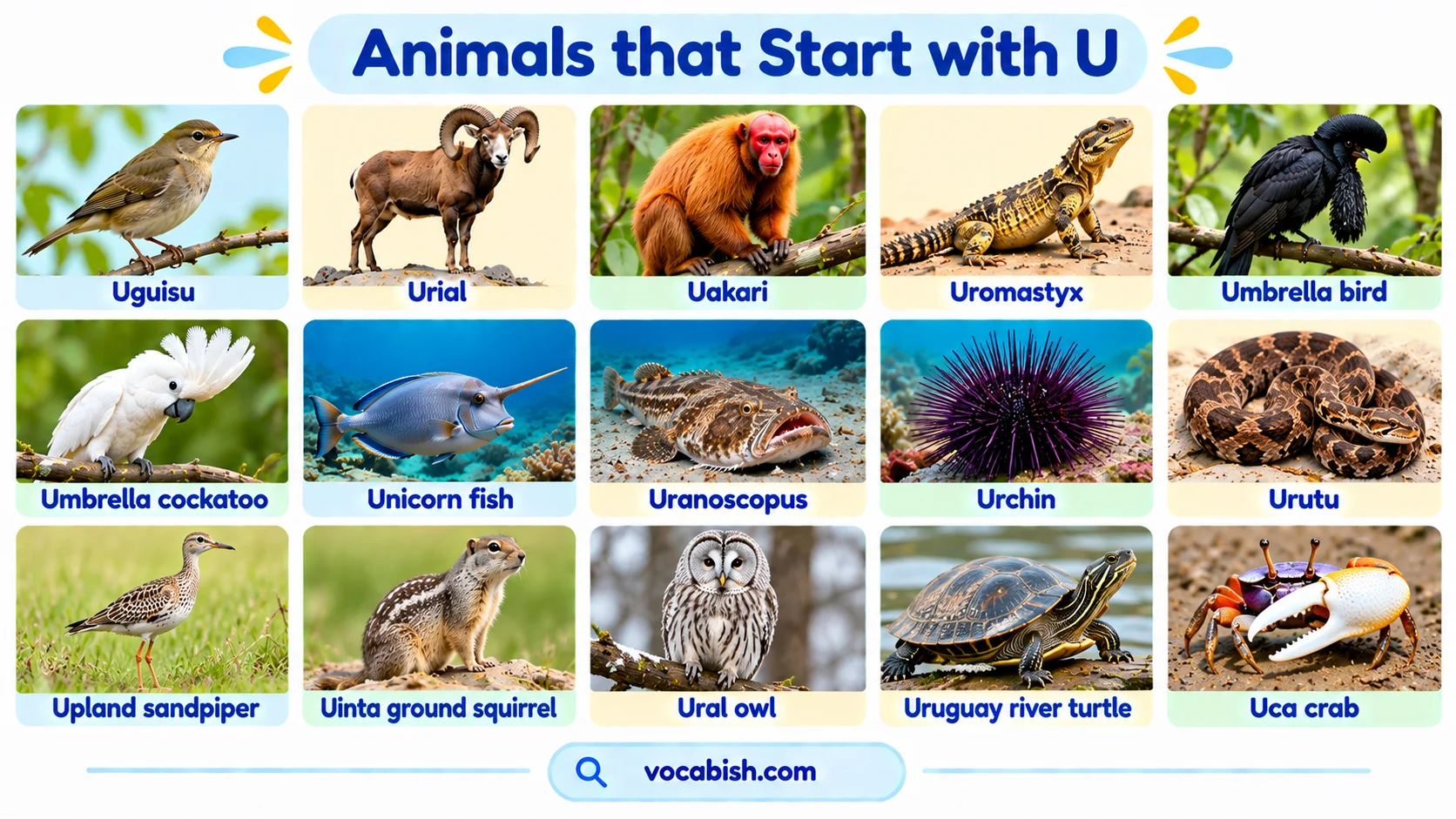 Animals That Start with U: 100+ Names and Easy Facts