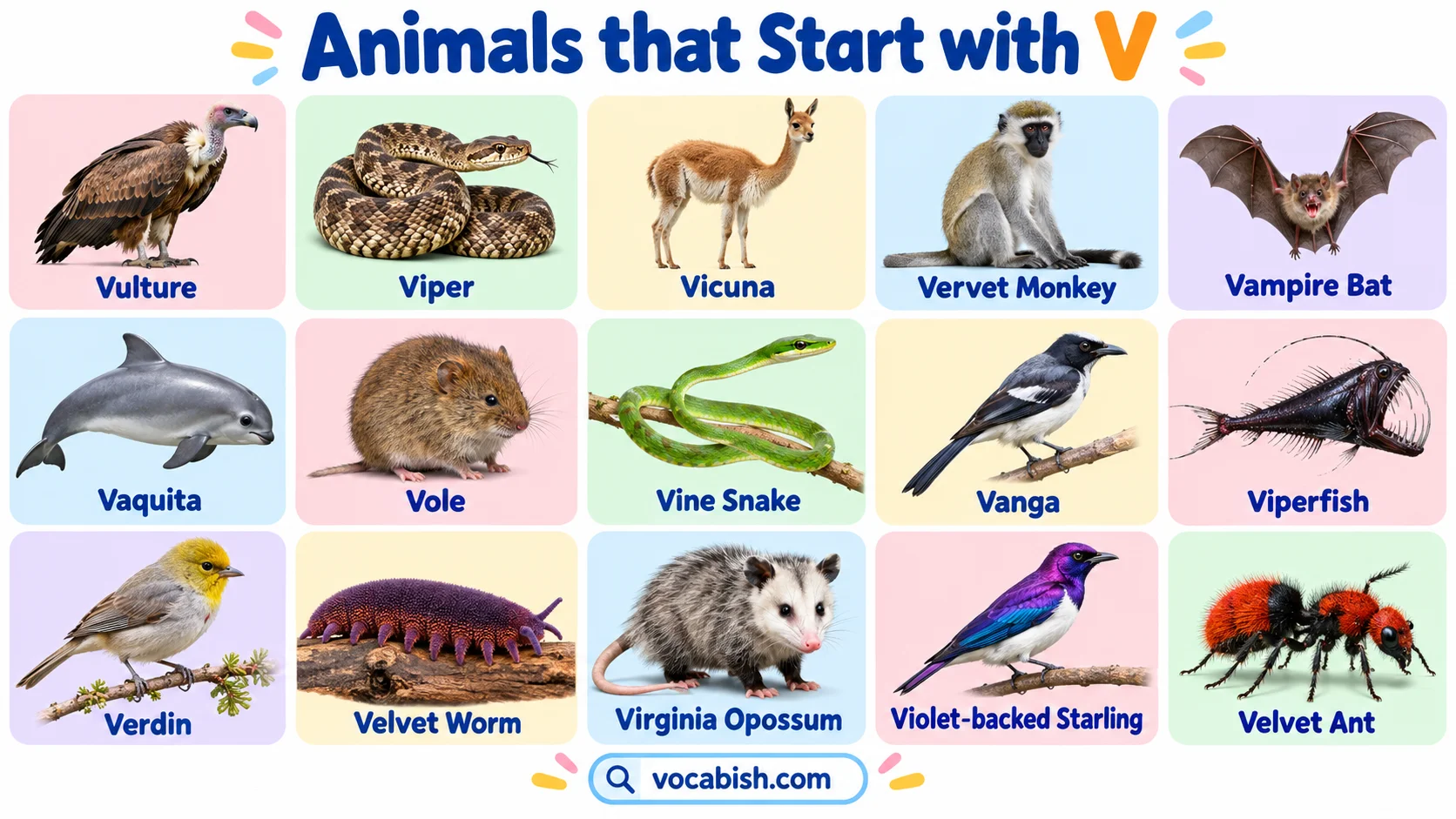 Animals That Start with V: Names, Lists, Types, and Examples