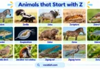 Animals That Start with Z: 100+ Animal Names and Types