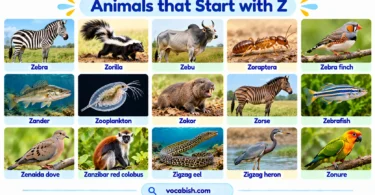 Animals That Start with Z: 100+ Animal Names and Types