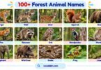 100+ Forest Animal Names with Facts, Pictures, and Types