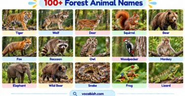 100+ Forest Animal Names with Facts, Pictures, and Types