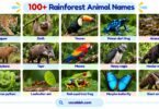 100+ Rainforest Animal Names with Pictures and Facts