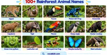100+ Rainforest Animal Names with Pictures and Facts