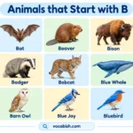 125+ Animals that Start with B with Their Names and Facts