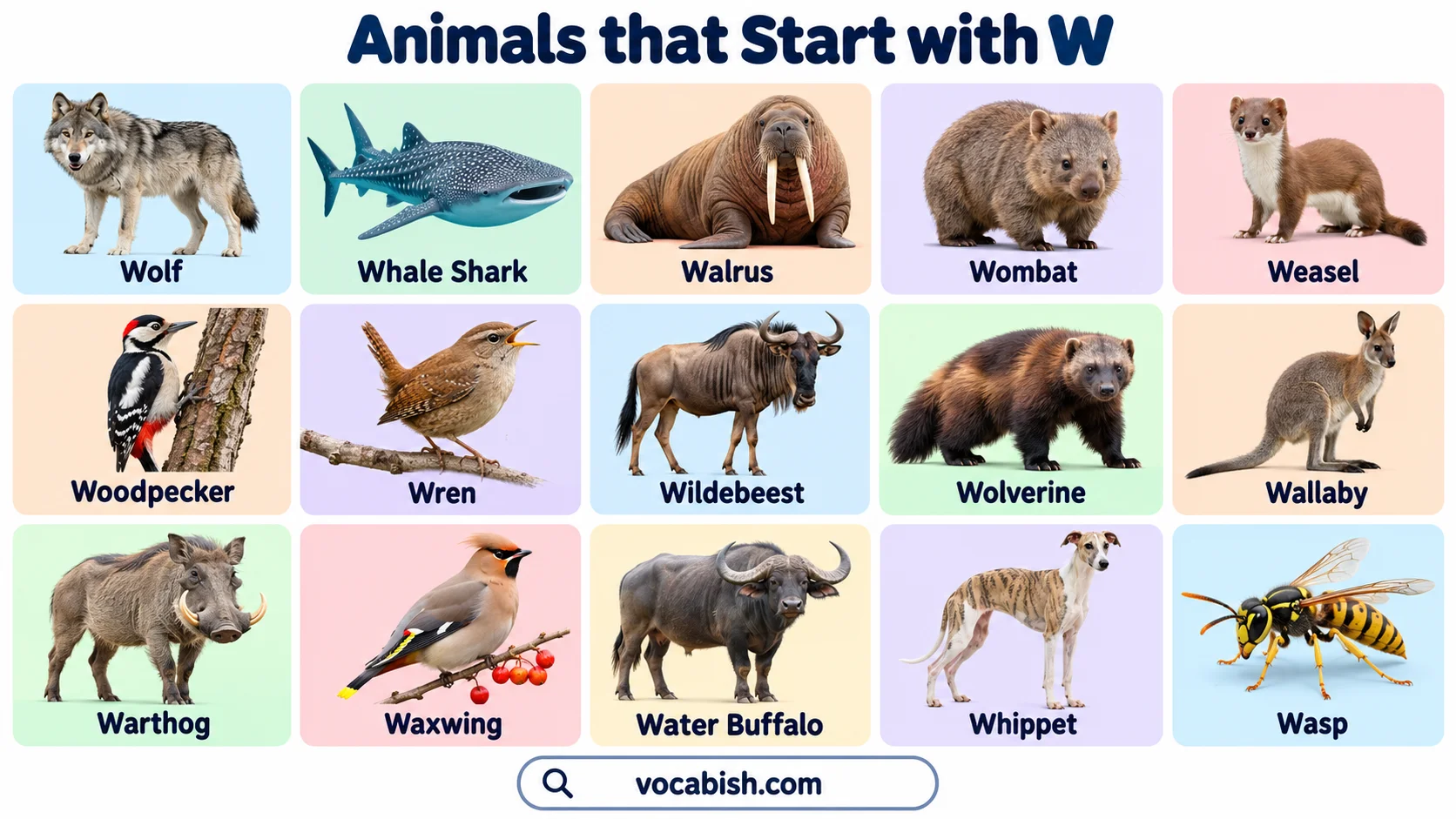 Animals That Start with W: 150+ Names, Types, and Pictures