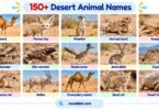 150+ Desert Animal Names in English with Pictures
