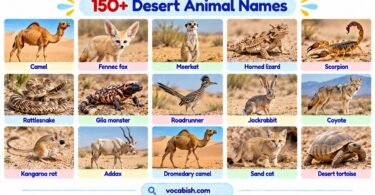 150+ Desert Animal Names in English with Pictures