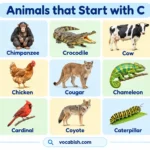 200+ Animals That Start With C