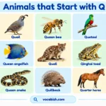 Animals That Start with Q: 30 Names, Facts, and Pictures