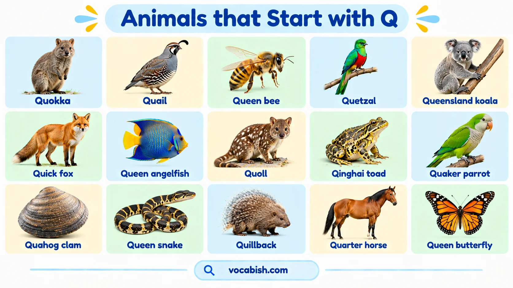 Animals That Start with Q: 30 Names, Facts, and Pictures