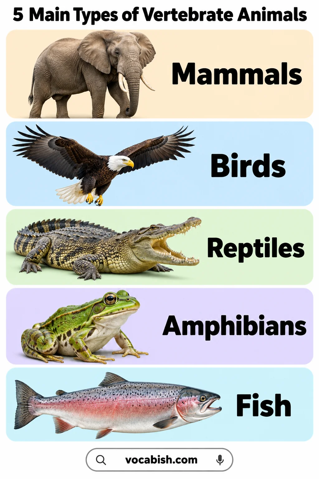 Vertebrate Animals: Types, Names, and Pictures