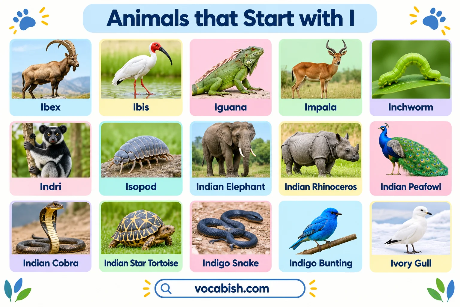 Animals That Start with I: 50+ Animal Names, Facts, and Pictures