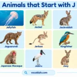 Animals That Start with J: 50+ Animal Names in English