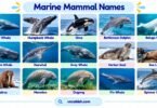 50+ Marine Mammal Names with Facts and Pictures